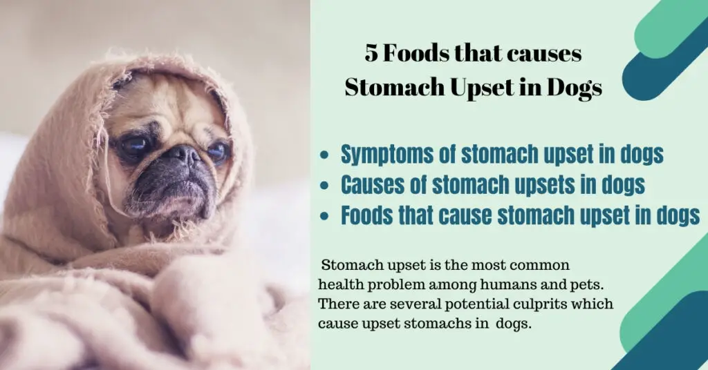 5 Foods that Cause Upset Stomach in Dogs The Canine Expert