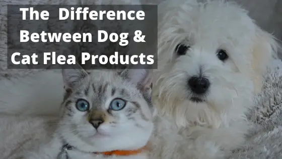 The Important Difference Between Dog & Cat Flea Products