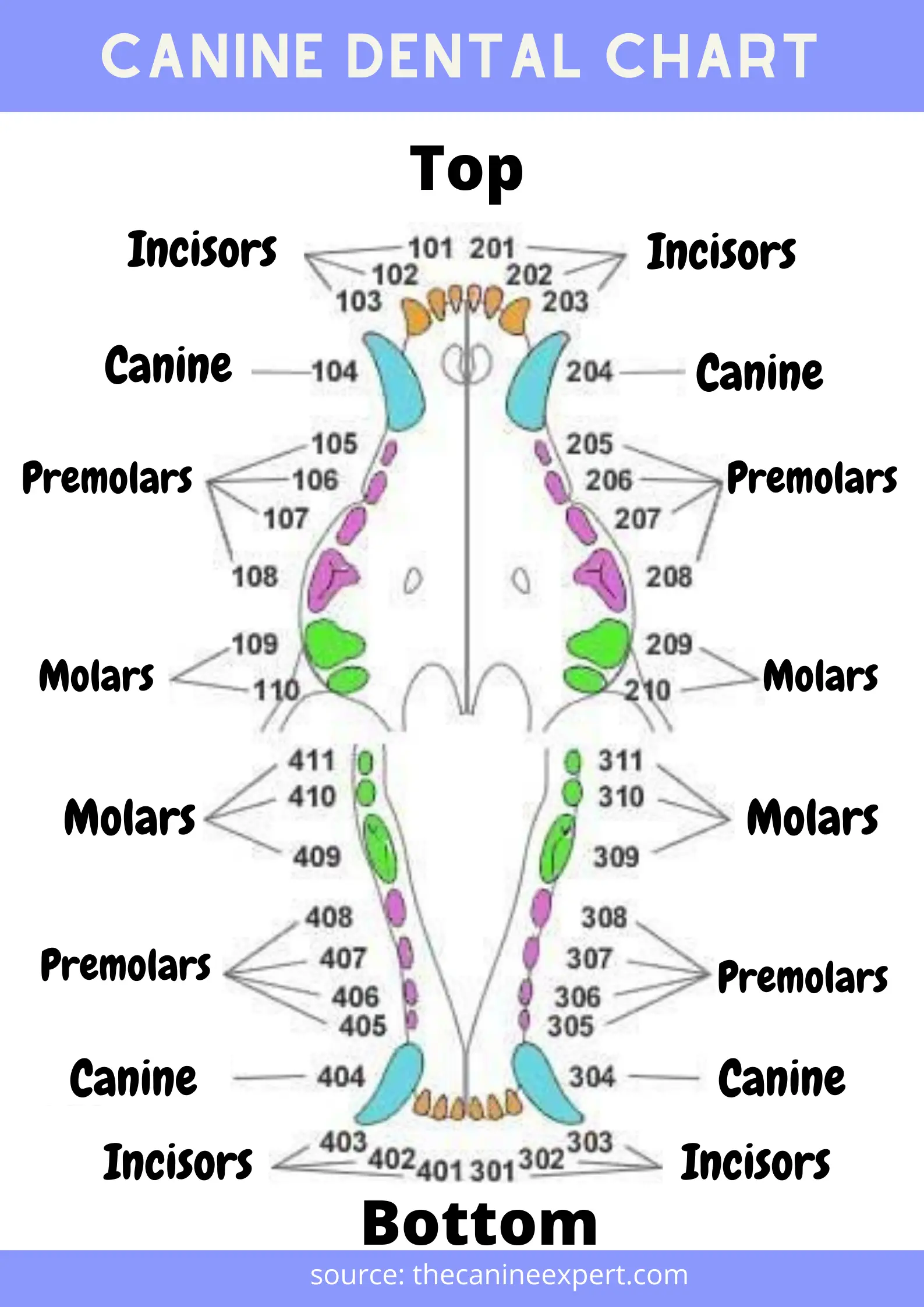 Canine Dental Chart Dog Dental Chart (with pictures