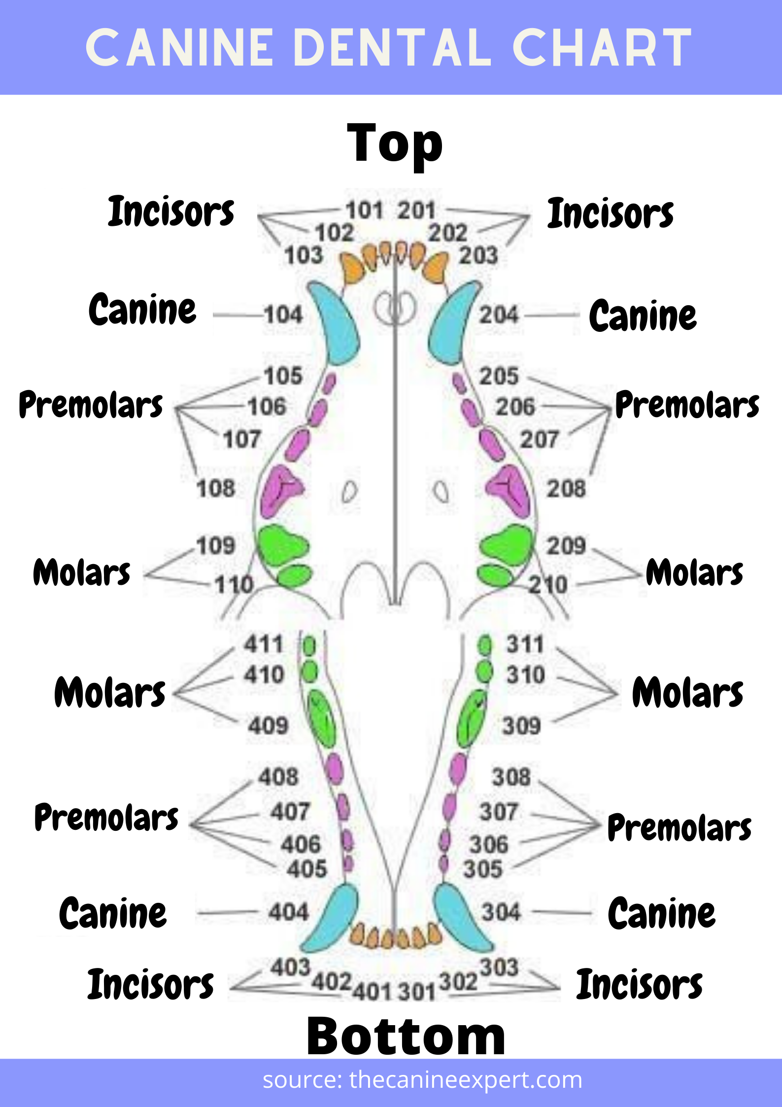 Canine Dental Chart Dog Dental Chart with Pictures The Canine Expert 
