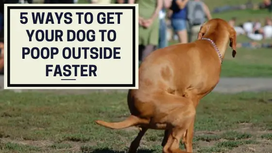 how-to-get-your-dog-to-poop-outside-faster-the-canine-expert