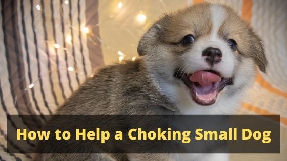 small dog choking