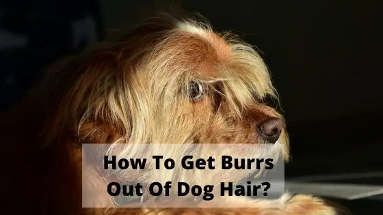 How To Get Burrs Out Of Dog Hair? - The Canine Expert: