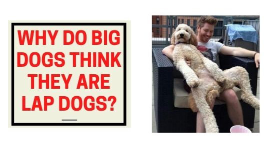 why-do-big-dogs-think-they-are-lap-dogs-the-canine-expert