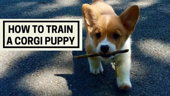 How to Train a Corgi Puppy - The Canine Expert: