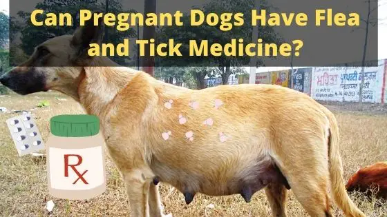 flea and tick treatment for pregnant dogs