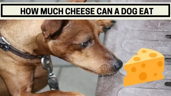 can you give dogs cheese