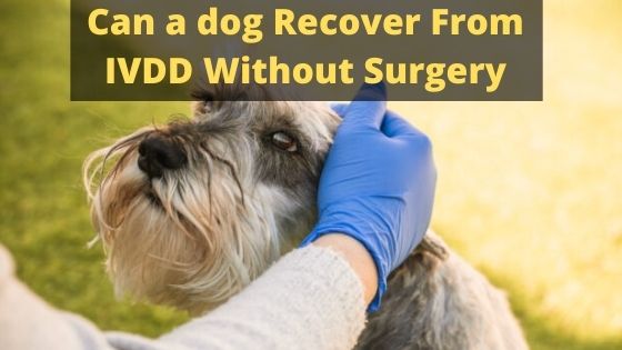 Can A Dog Recover From A Broken Hip Without Surgery