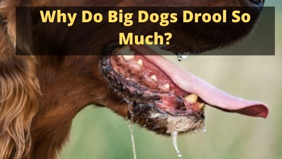 Why Do Big Dogs Drool So Much? - The Canine Expert: