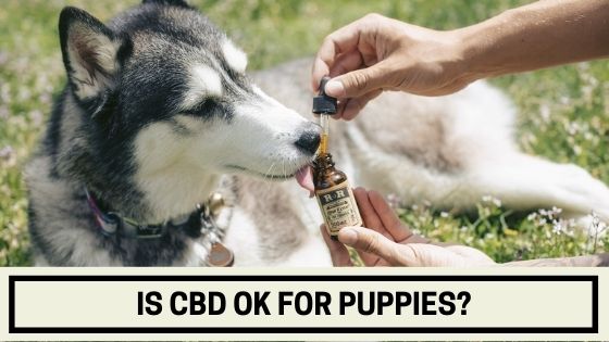 Is CBD OK For Puppies The Canine Expert is-cbd-ok-for-puppies-the-canine-expert