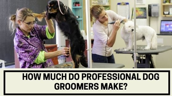 How Much Do Professional Dog Groomers Make? - The Canine Expert: