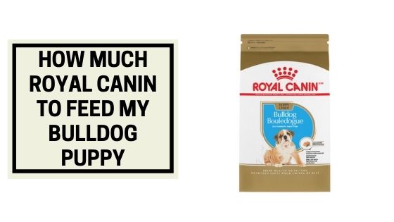 how much royal canin to feed puppy
