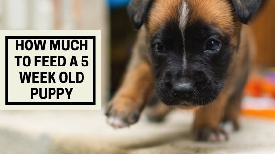 how-much-to-feed-a-5-week-old-puppy-the-canine-expert