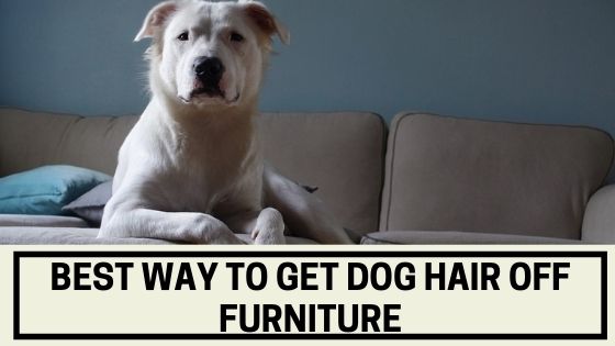 Best Way To Get Dog Hair Off Furniture - The Canine Expert: