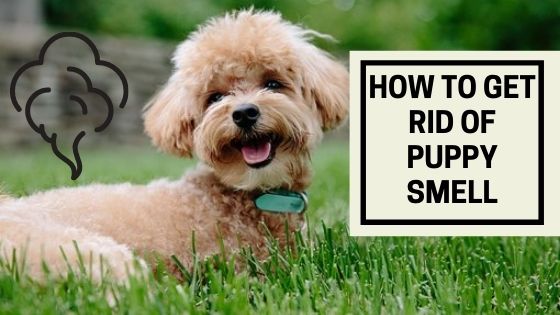 How to Get Rid of Puppy Smell - The Canine Expert: