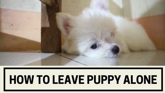 how-to-leave-puppy-alone-the-canine-expert