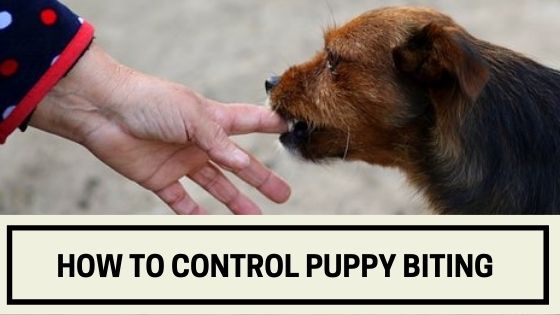 How to Control Puppy Biting The Canine Expert