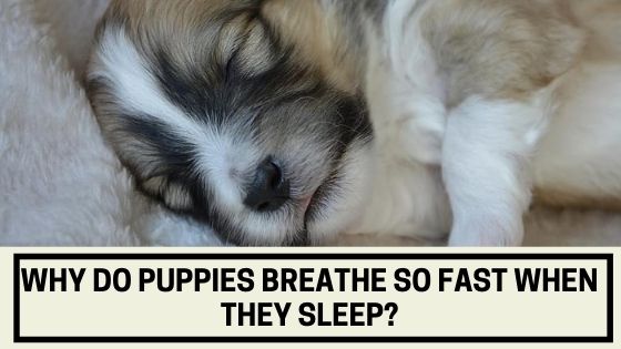 Why do Puppies Breathe So Fast When They Sleep - The ...