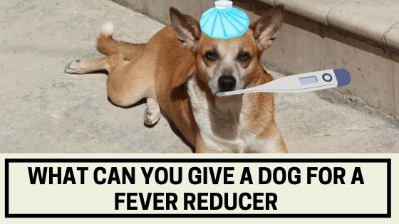 what-can-you-give-a-dog-for-a-fever-reducer-the-canine-expert