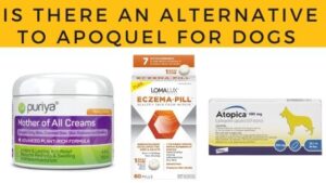 Is There an Alternative to Apoquel for Dogs? - The Canine Expert: