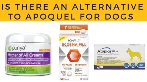 apoquel alternative for dogs