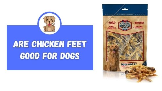 Are Chicken Feet Good for Dogs - The Canine Expert: