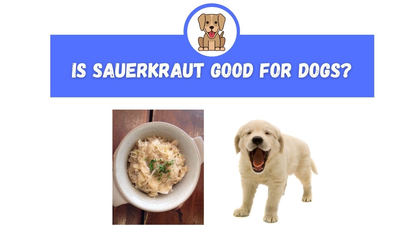 Is Sauerkraut Good for Dogs? - The Canine Expert: