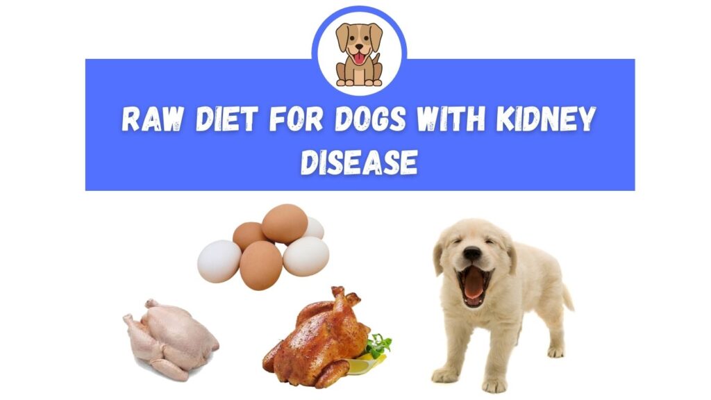 Raw Diet for Dogs With Kidney Disease The Canine Expert