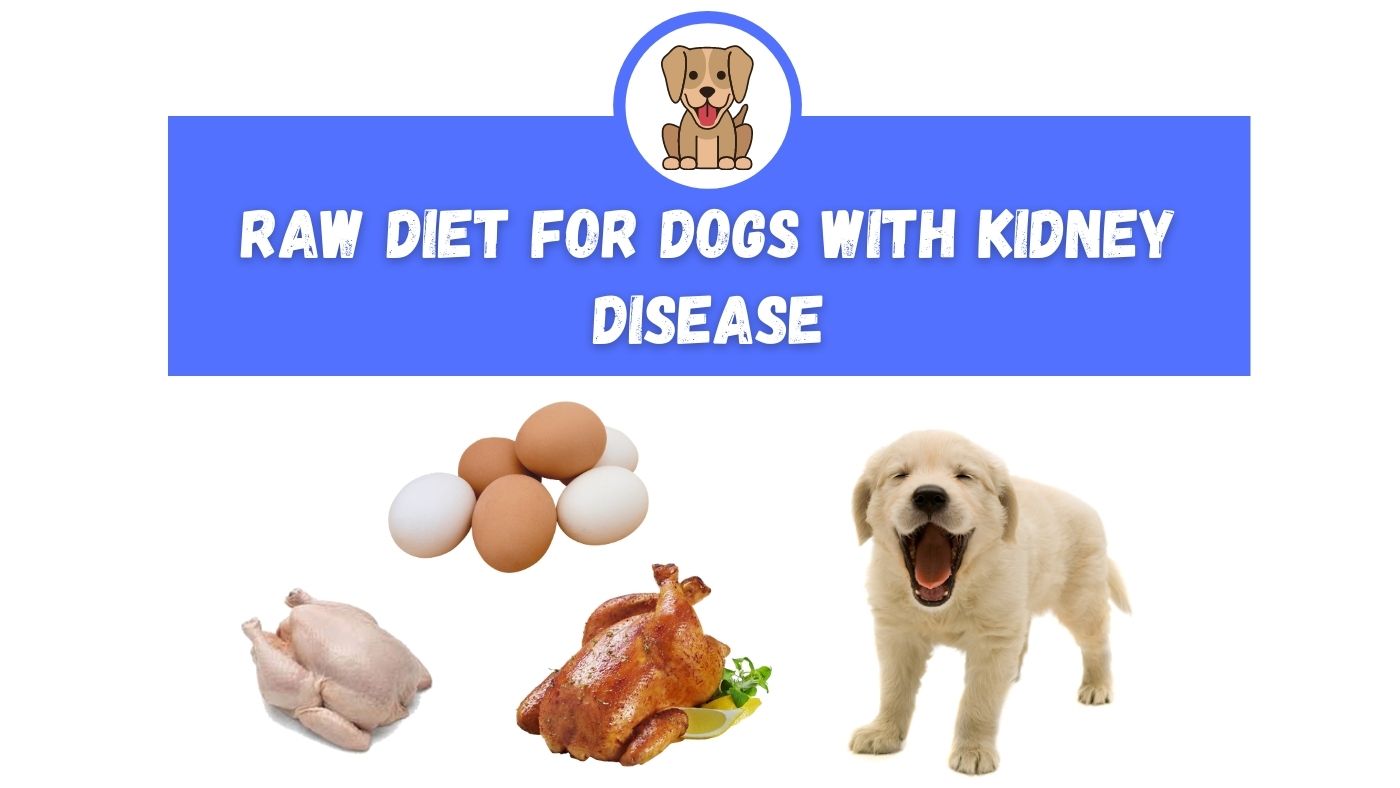 how long will my dog live with kidney failure