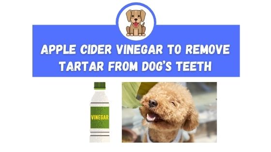 apple-cider-vinegar-to-remove-tartar-from-dog-s-teeth-the-canine-expert