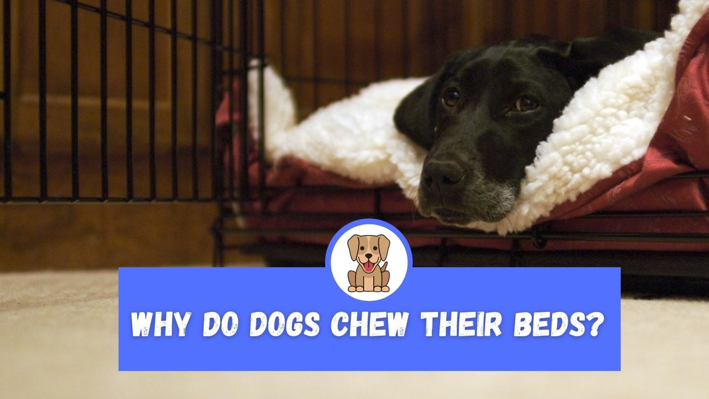 Why do Dogs Chew Their Beds? The Canine Expert