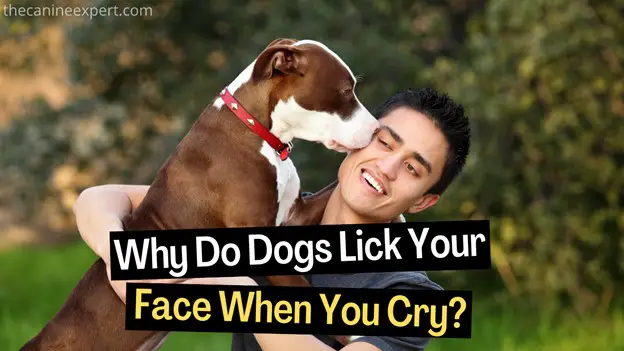 Why Do Dogs Lick Your Face When You Cry The Canine Expert