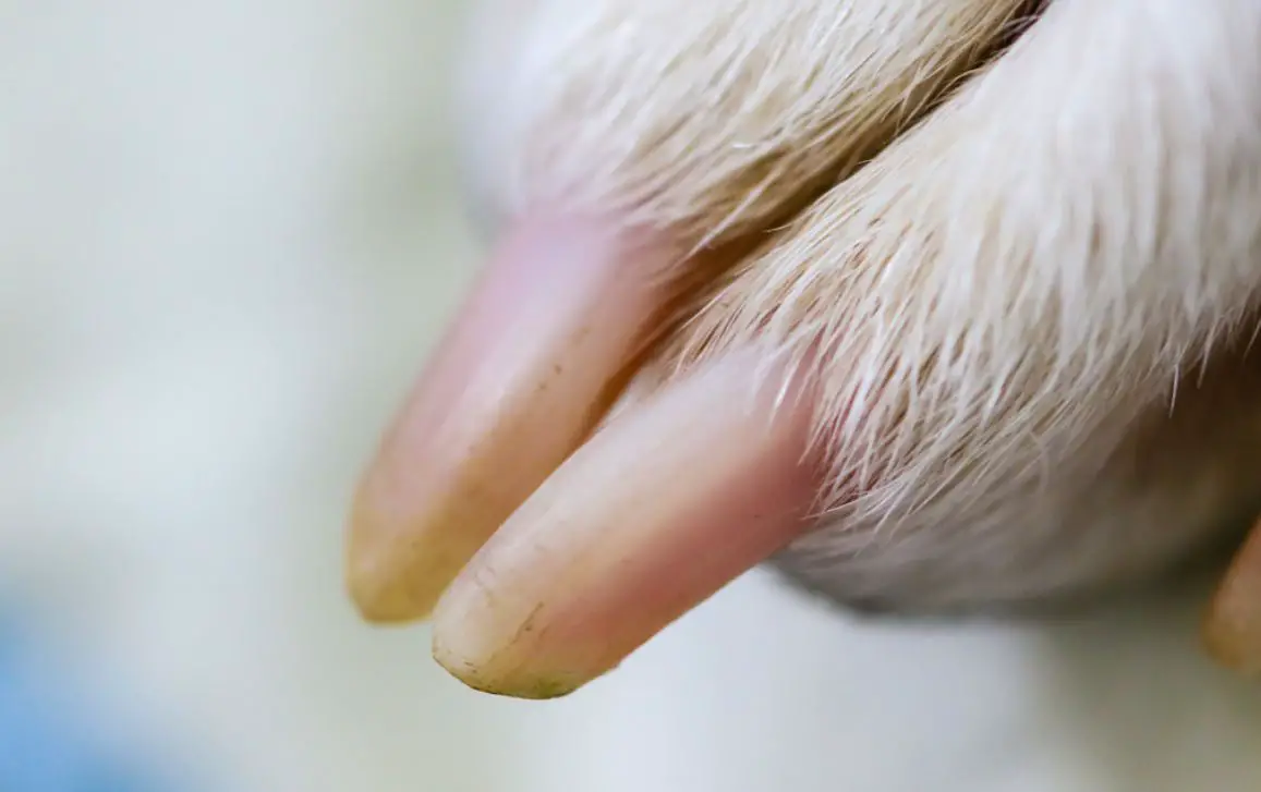 How To Clip Dog Nails When Dog Is Scared Of It? The Canine Expert