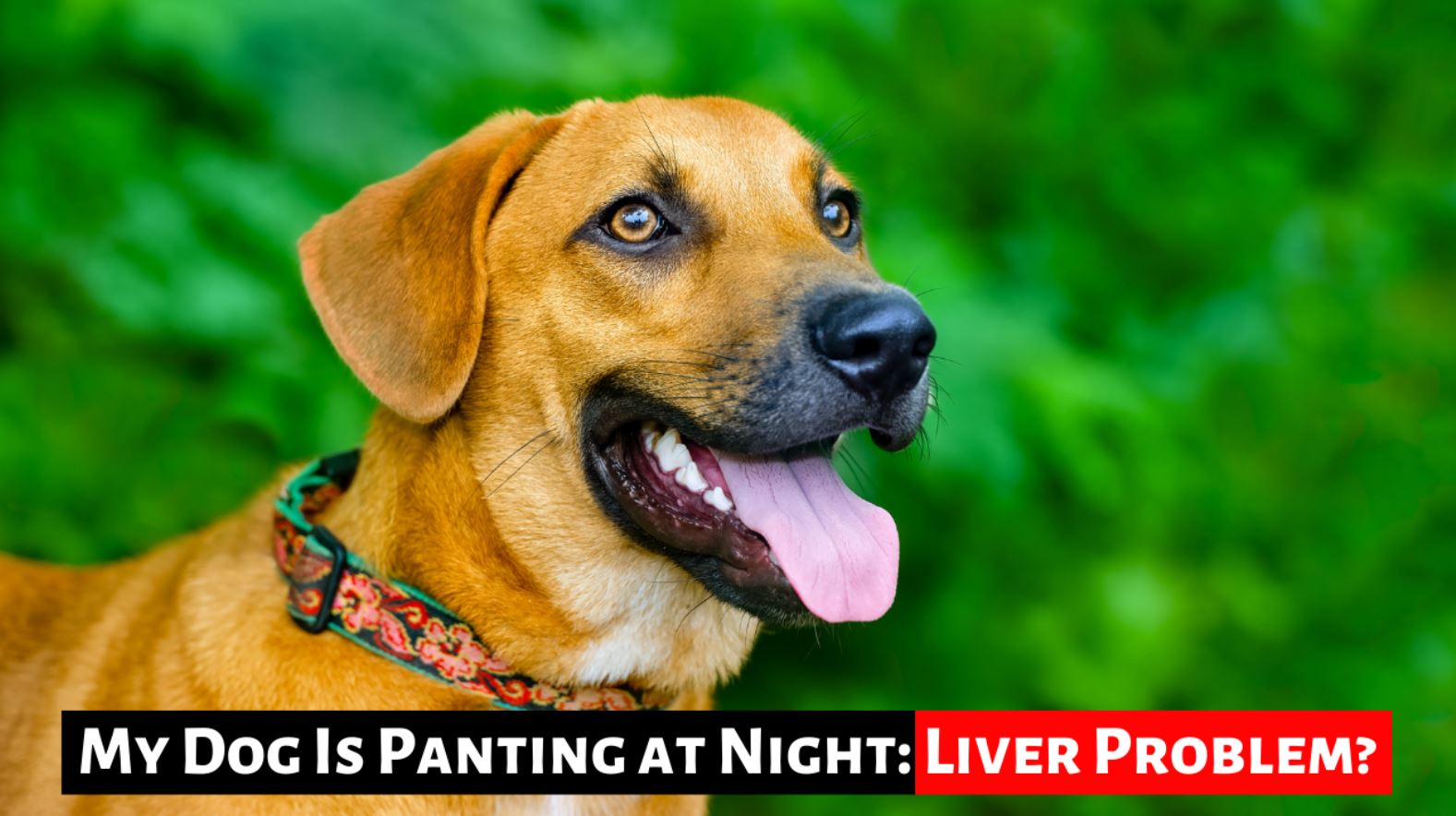 my-dog-is-panting-at-night-liver-problem-the-canine-expert