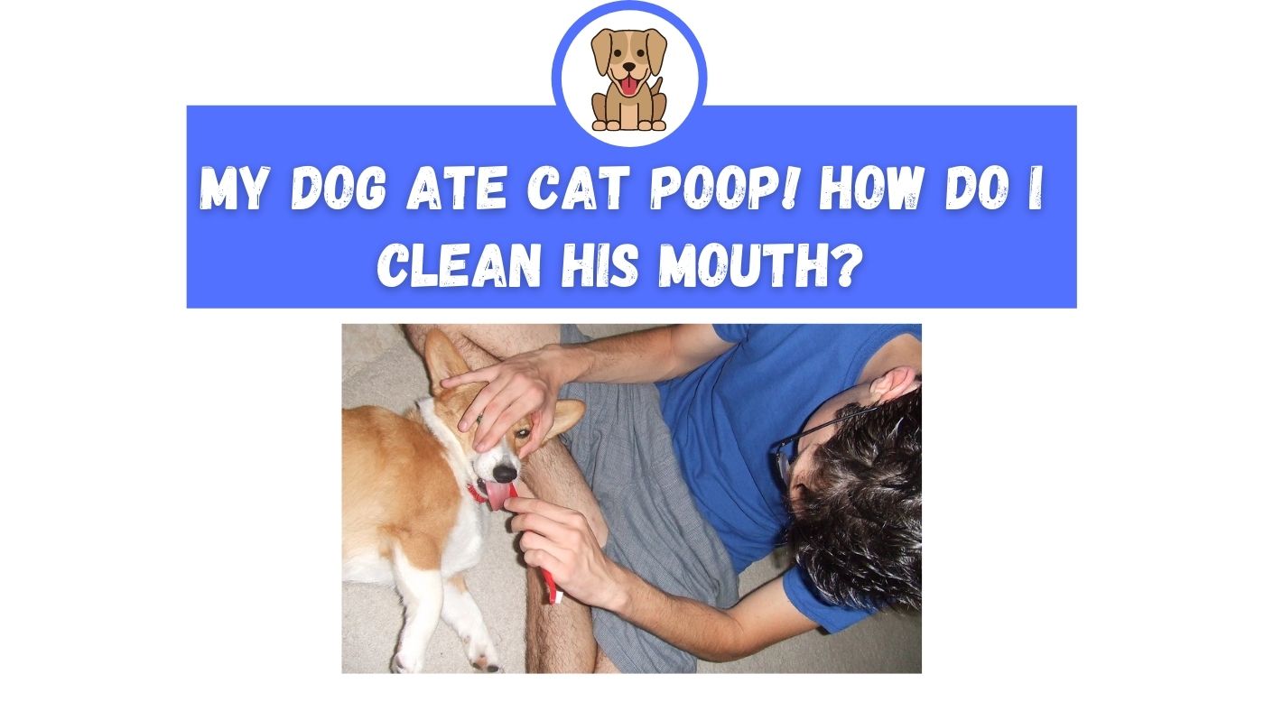 My dog ate cat poop! How do I clean his mouth? The Canine Expert