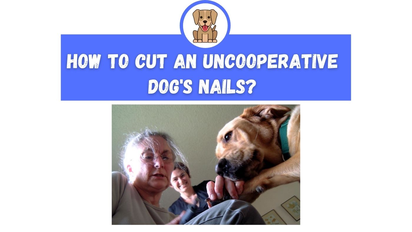 How To Cut An Uncooperative Dog's Nails? The Canine Expert