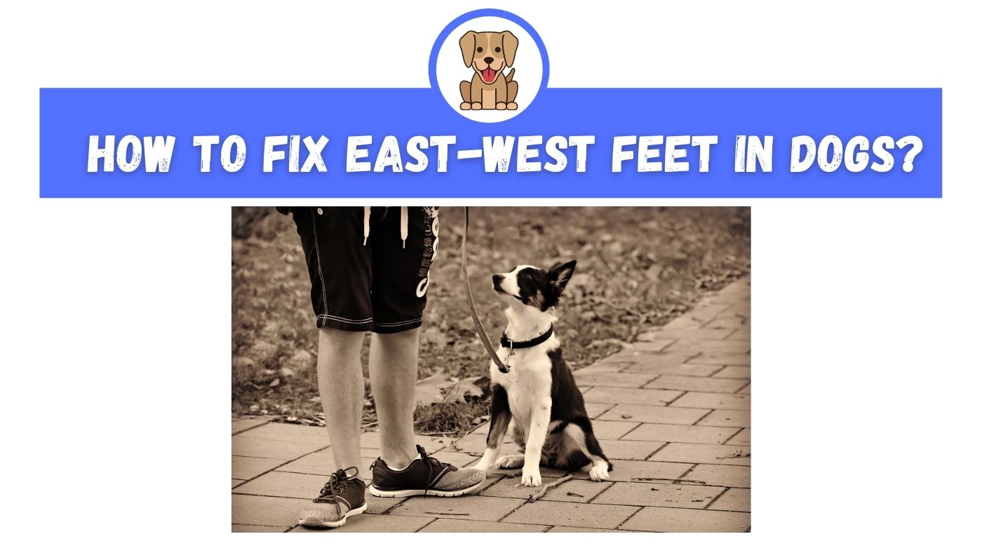 How to Fix East-West Feet In Dogs? - The Canine Expert: