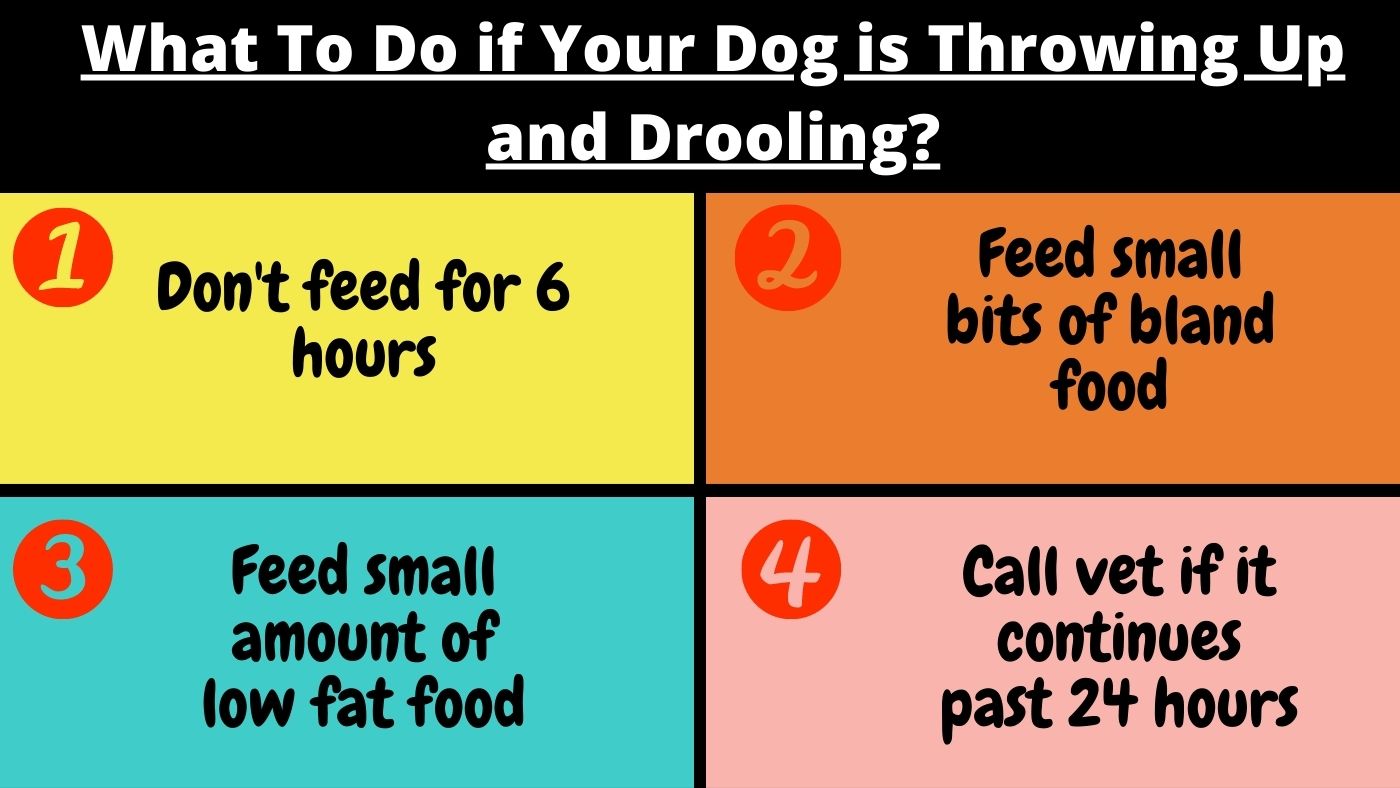 what-to-do-if-your-dog-is-throwing-up-and-drooling-the-canine-expert