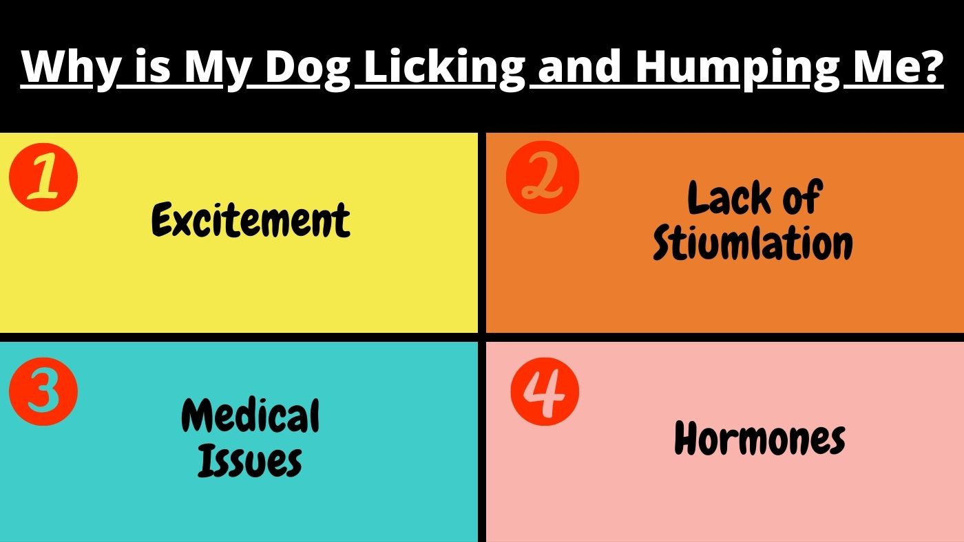 why-is-my-dog-licking-and-humping-me-the-canine-expert