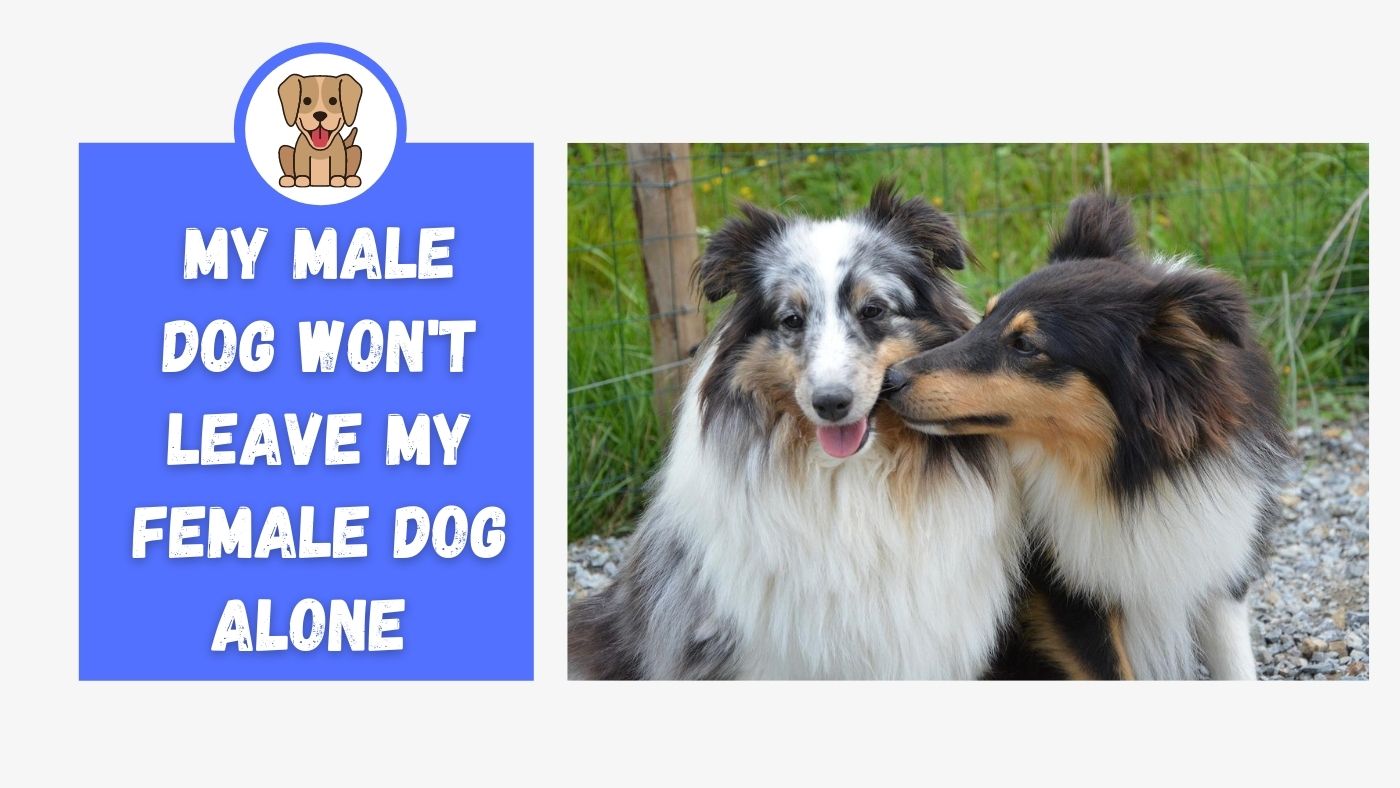 My Male Dog Won't Leave My Female Dog Alone - The Canine Expert: