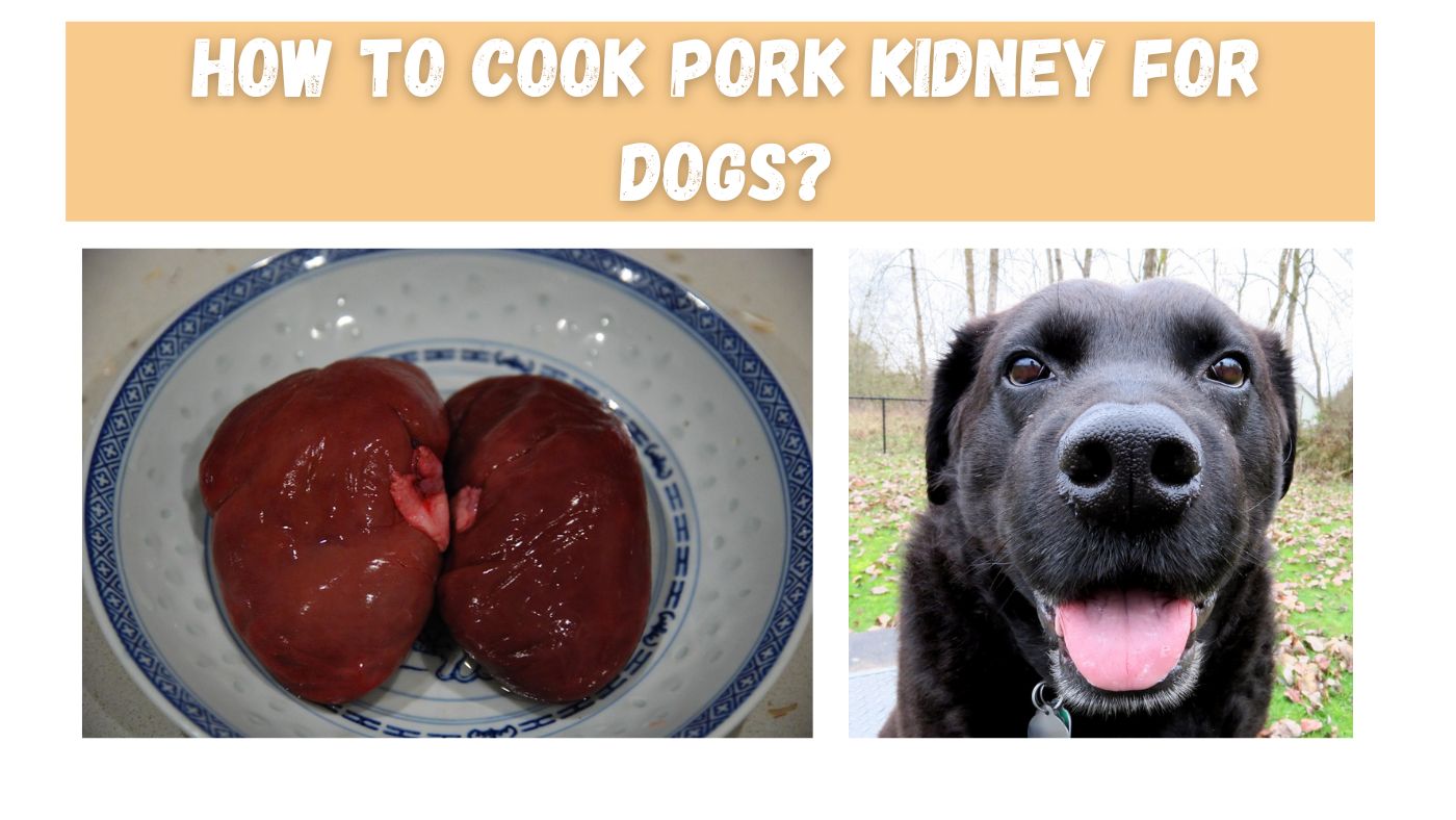 can dogs eat pork kidney