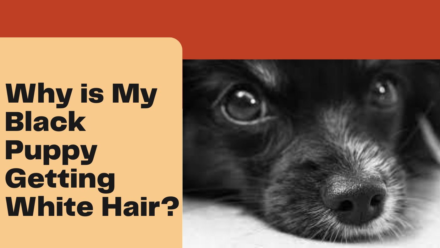 why-is-my-black-puppy-getting-white-hair-the-canine-expert