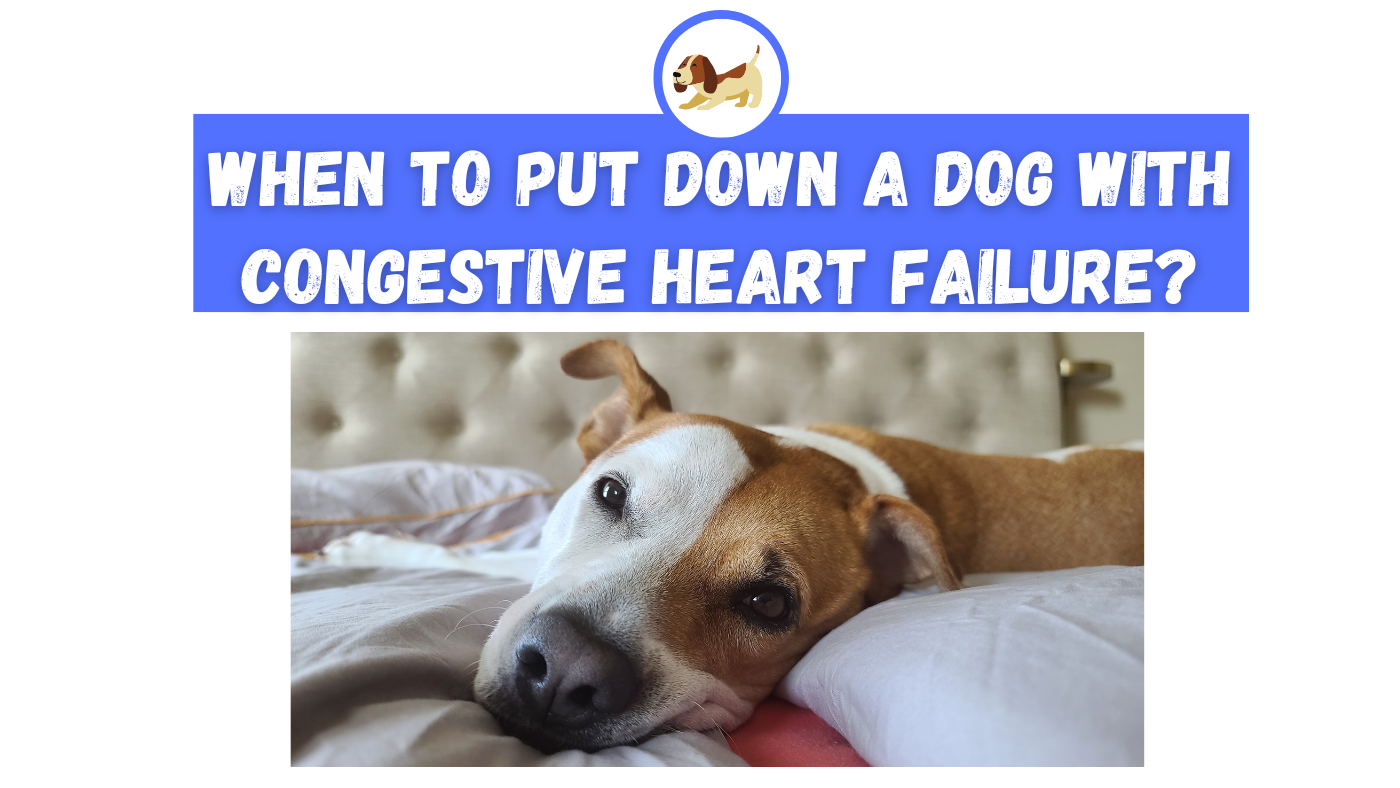 when-to-put-down-a-dog-with-congestive-heart-failure-the-canine-expert